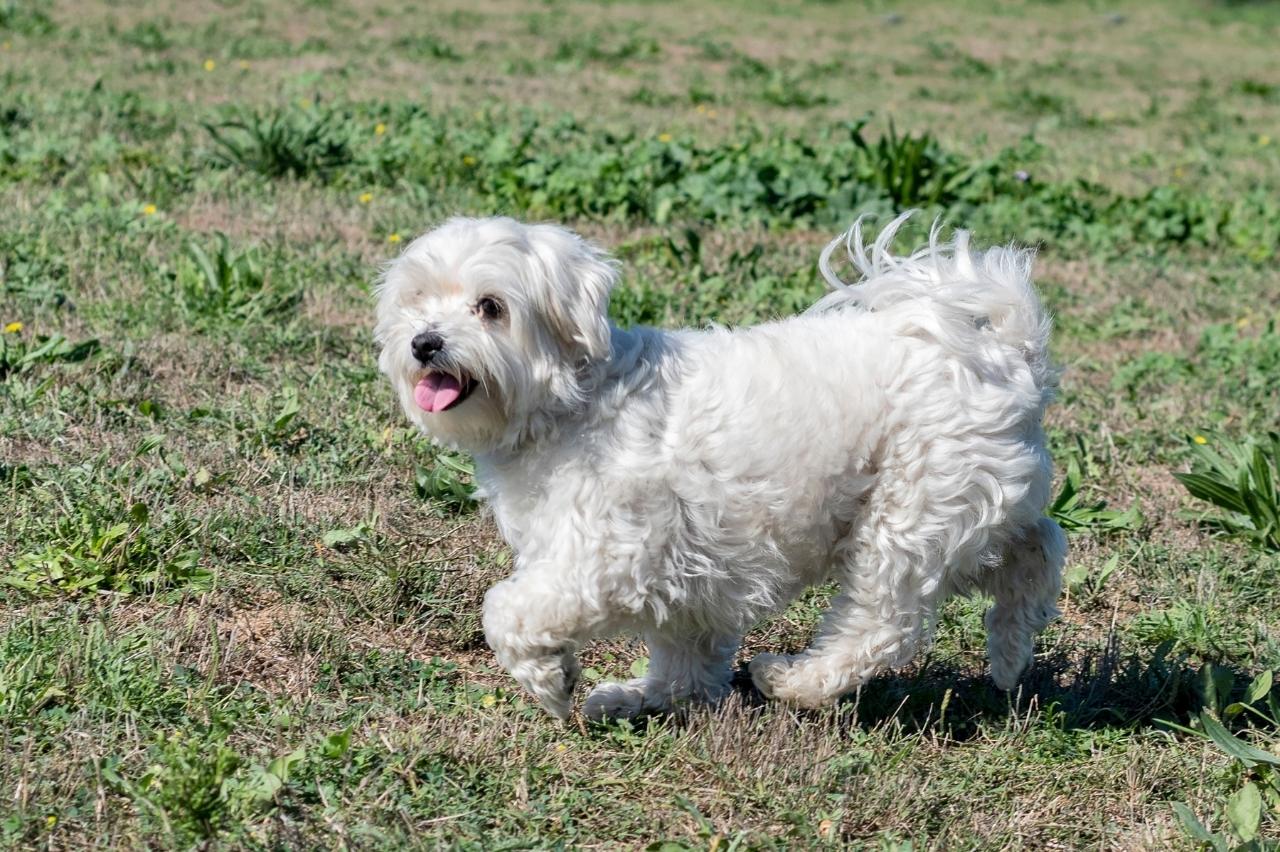 The 8 Best Dog Foods For Malteses 2023 PawlishPetSupplies