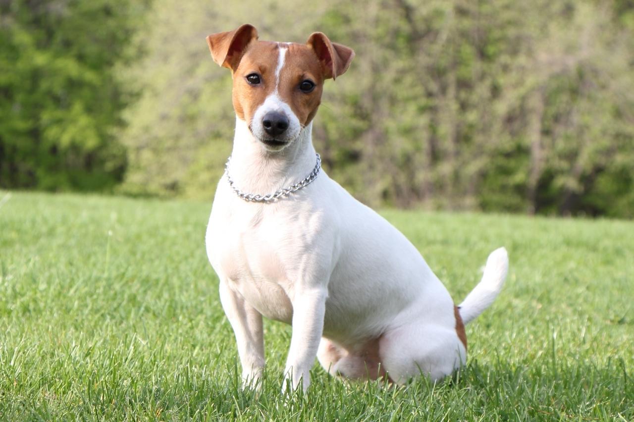7 Best Dehydrated Dog Foods for Jack Russells PawlishPetSupplies