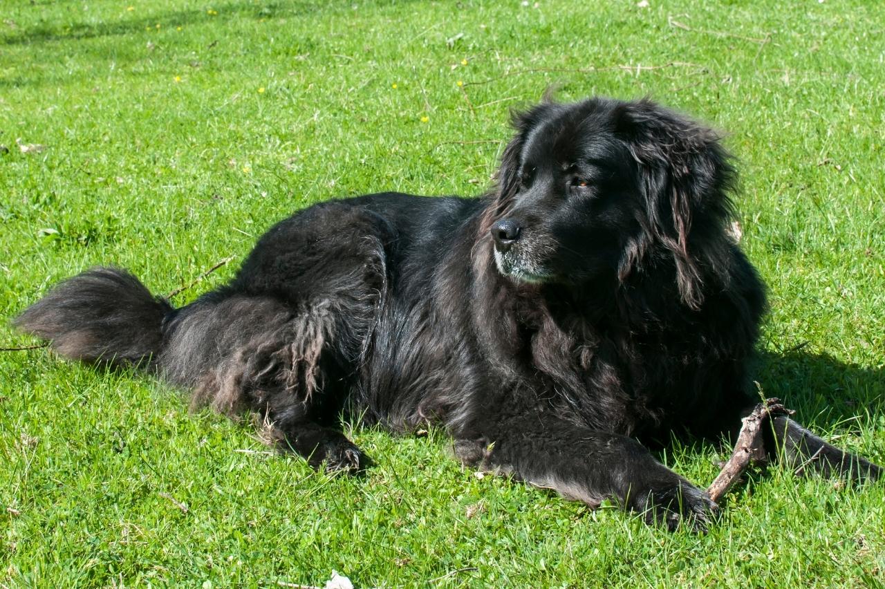 7 Best Dehydrated Dog Foods for Newfoundlands PawlishPetSupplies