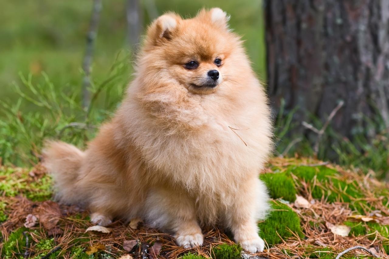 7 Best Dehydrated Dog Foods for Pomeranians PawlishPetSupplies
