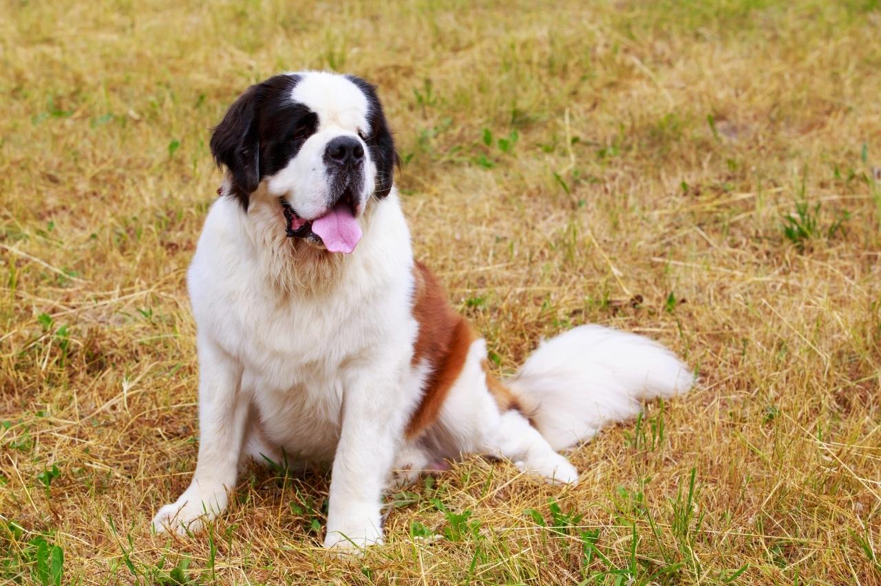 The 8 Best Dog Foods For Saint Bernards 2023 PawlishPetSupplies