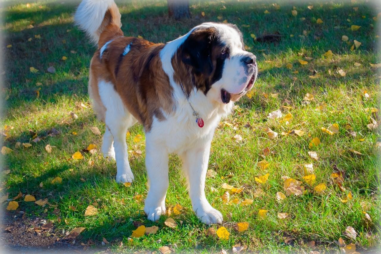 10 Best Invisible Dog Fences for Saint Bernards PawlishPetSupplies