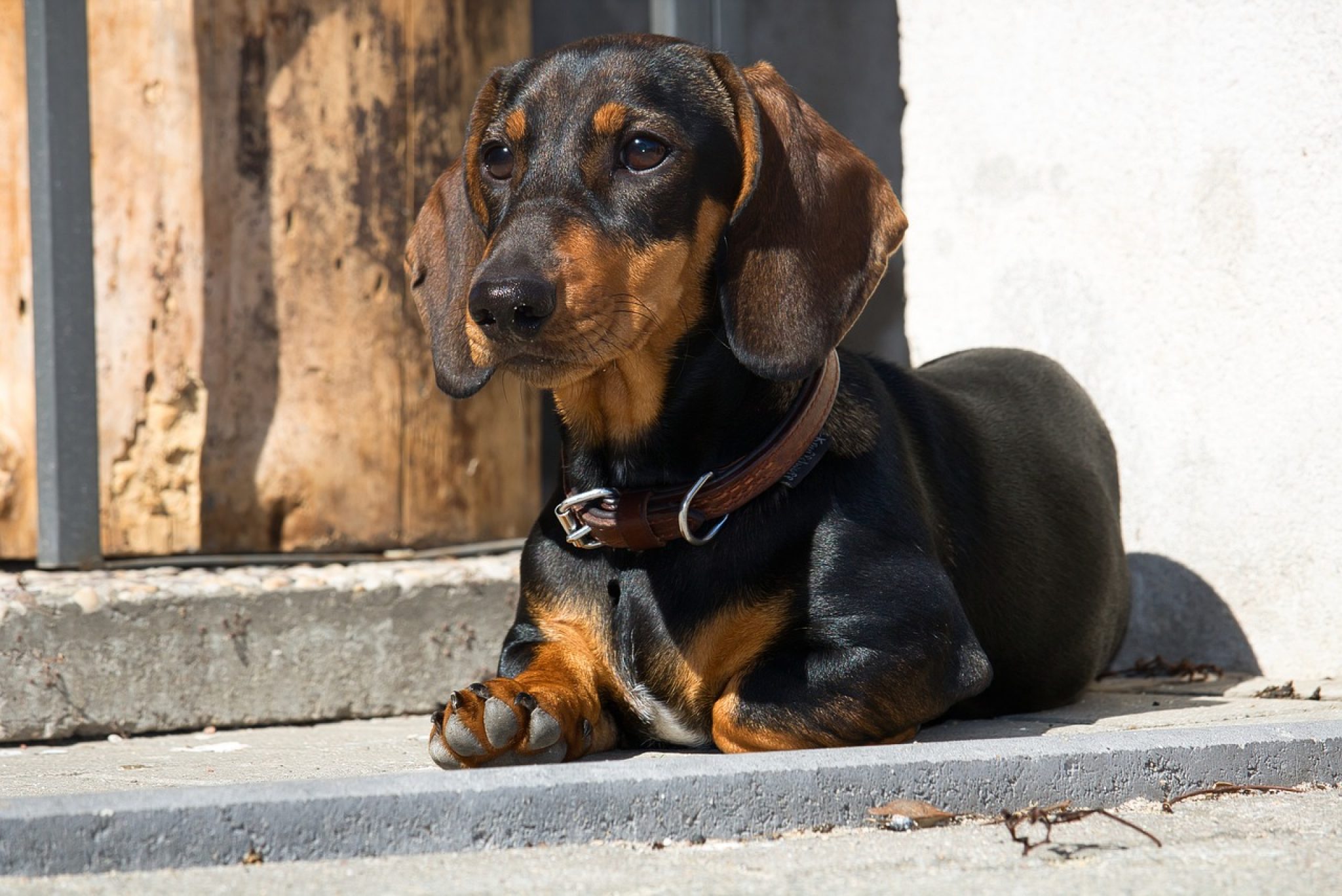 25 Best Foods for an Overweight Dachshund PawlishPetSupplies