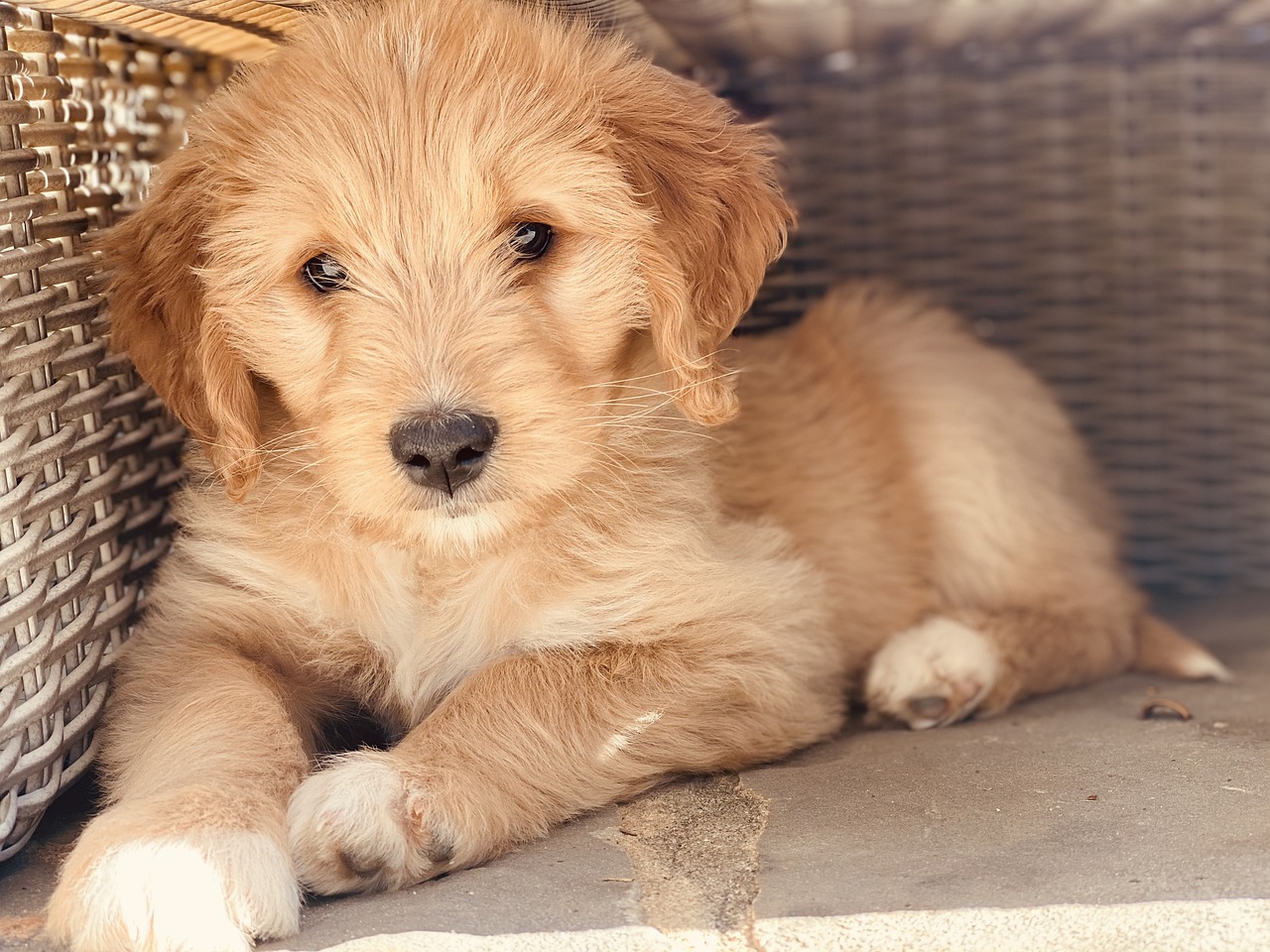 5 Most Common Health Issues in Goldendoodles PawlishPetSupplies