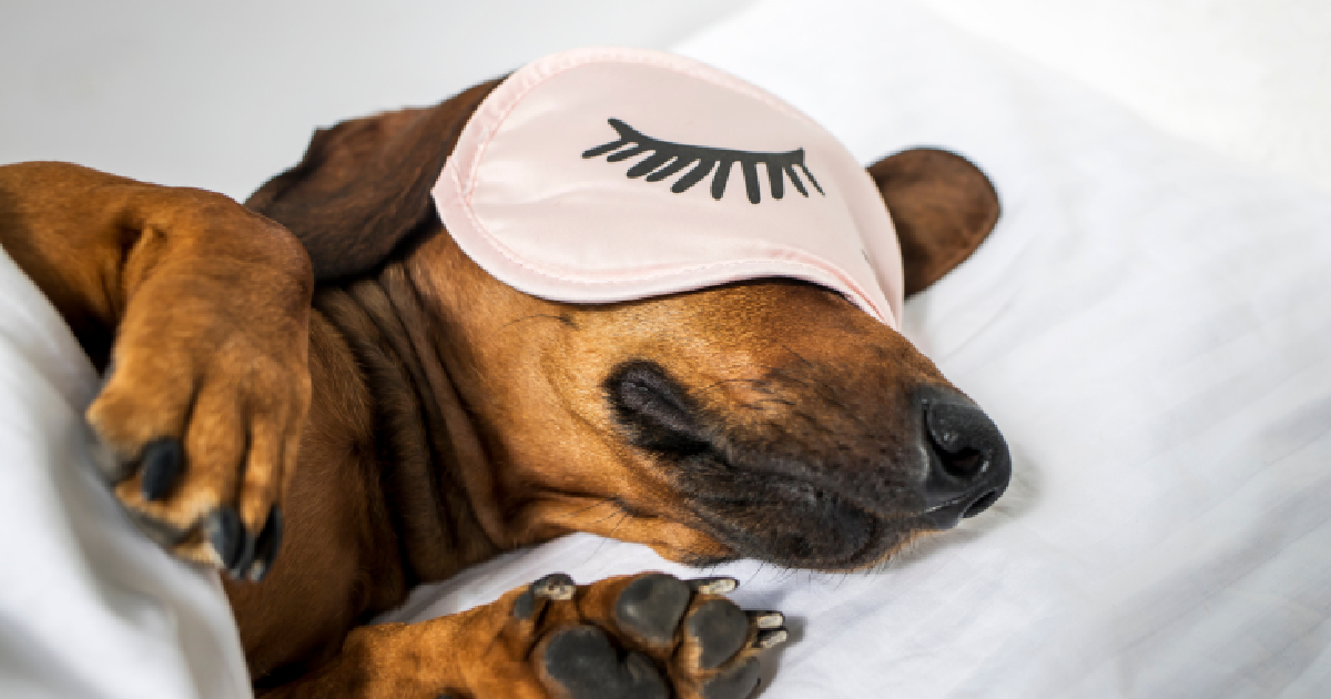 The Kuranda Elevated Dog Bed A Comprehensive Review 2023